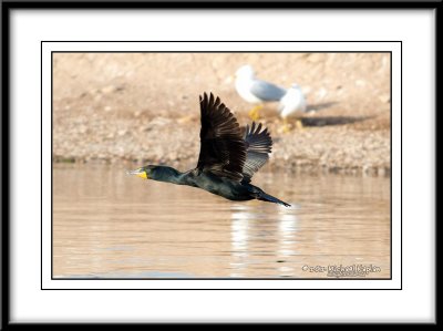 _DSC0407crop.jpg