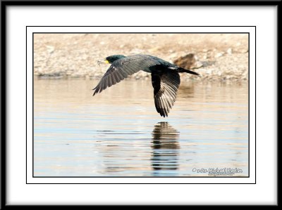 _DSC0470crop.jpg