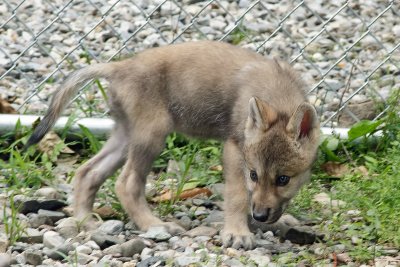 and showing hunting behavior