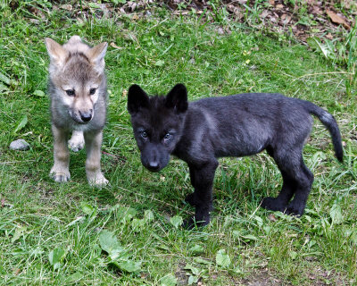 Alawa and Zephyr