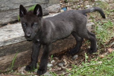 Zephyr Spends Some Time Hunting a Cricket