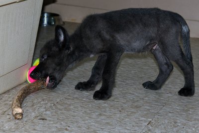 Playtime for Zephyr