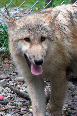 Alawa at 4 Months Old.