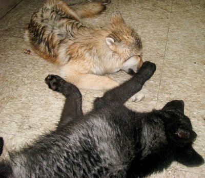 Zephyr Annoys his Sister