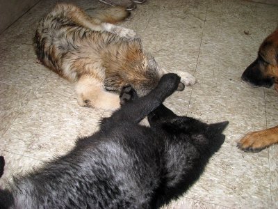 Zephyr Annoys his Sister