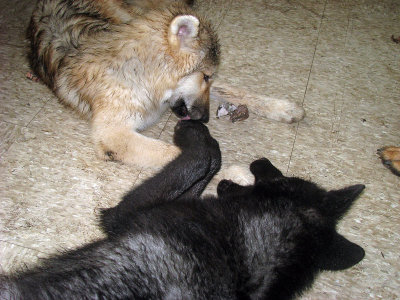 Zephyr Annoys his Sister