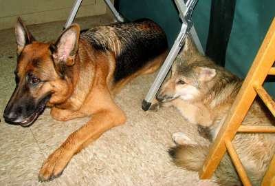 but he still watches over the pups