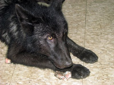 Zephyr Guards a Deer Bone