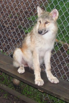 Alawa at 4 months