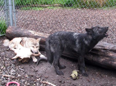 Zephyr Tries Out His Howl
