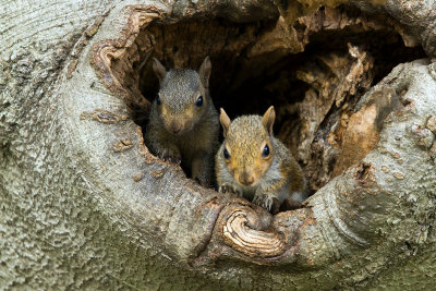 Baby Squirrels 2