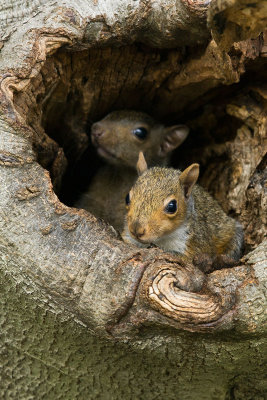 Baby Squirrels 3