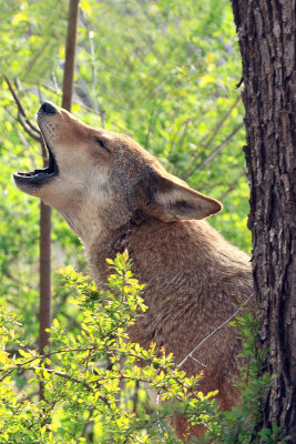 Red Wolves_0251