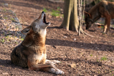 Red Wolves_0238