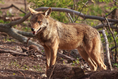 Red Wolves_0235