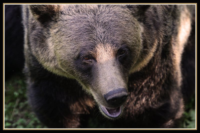 Grizzly Close-up