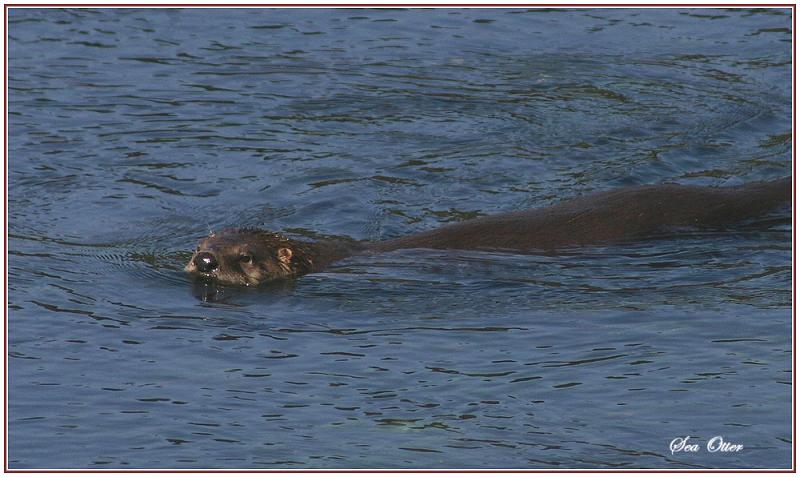 Sea Otter