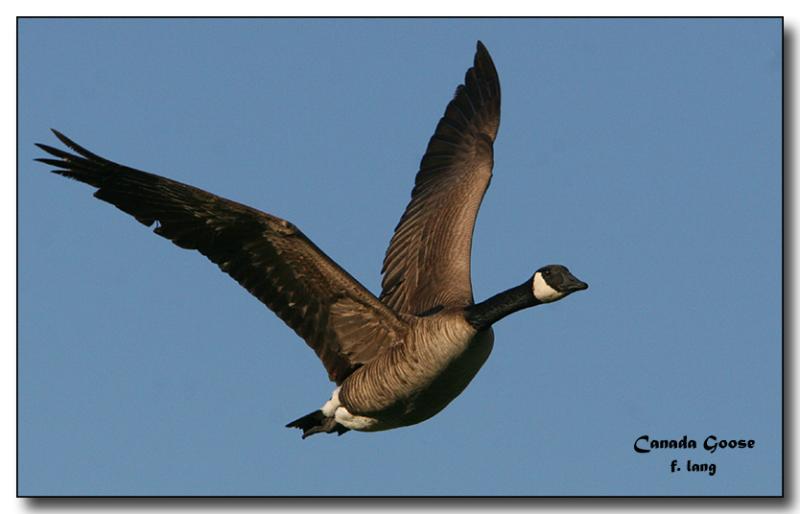 Canada Goose