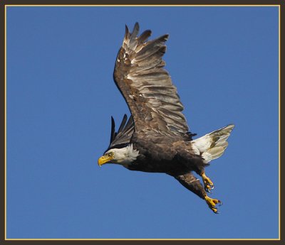 Bald Eagles