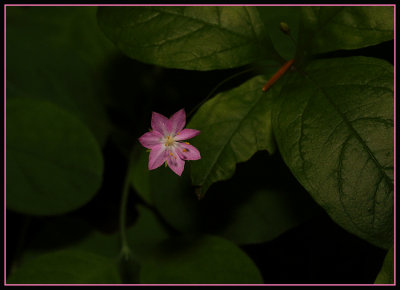 Wild Flower - Broad-Leaved Starflower