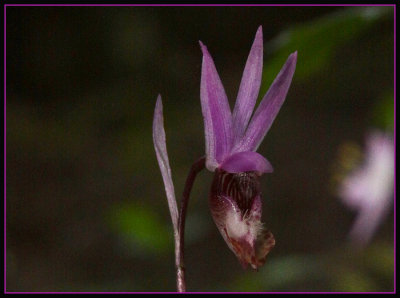 Wild Flower - Orchid - Lady's Slipper