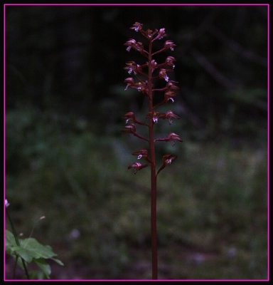 Wild Flower - Orchid - Spotted Coral Root