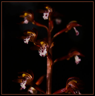 Wild Flower - Orchid - Spotted Coral Root