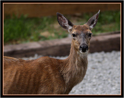 Columbia Blacktail Deer