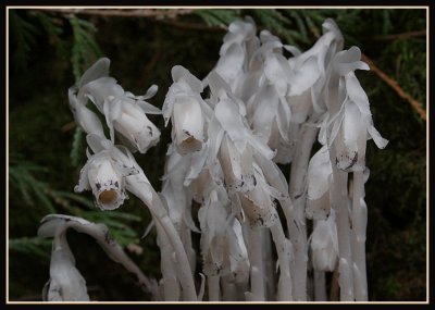 Indian-Pipe (Ghost Flower - Corpse Plant - Ice Plant)