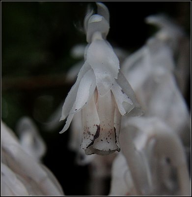 Indian-Pipe (Ghost Flower - Corpse Plant - Ice Plant)