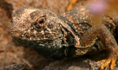 Black Collared Lizard