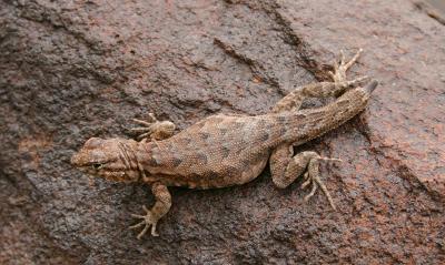 Black Collared Lizard