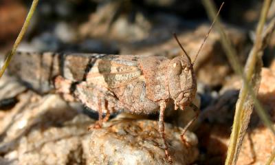 Grasshopper - Pallid-winged