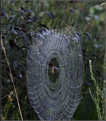 Nature's Web Site