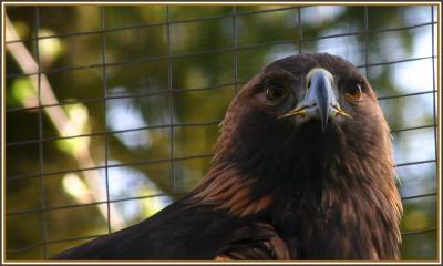 Golden Eagle - North Island Wildlife Recovery Association