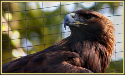 Golden Eagle - North Island Wildlife Recovery Association