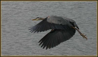 Great Blue Herons