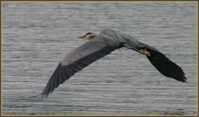 Great Blue Herons