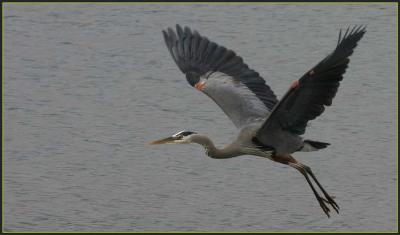 Great Blue Herons