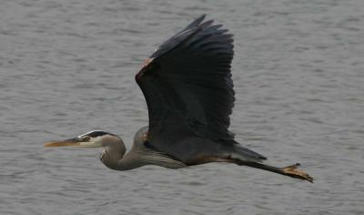 Great Blue Herons