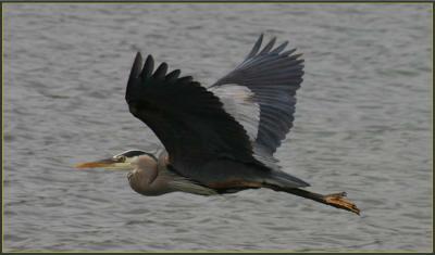 Great Blue Herons