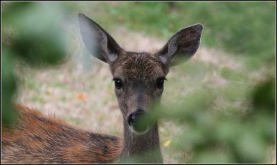 Columbia Blacktail Deer