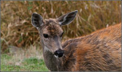 Columbia Blacktail Deer