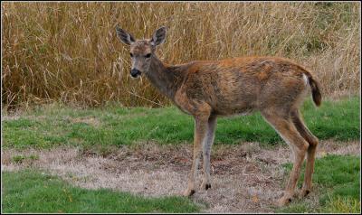 Columbia Blacktail Deer