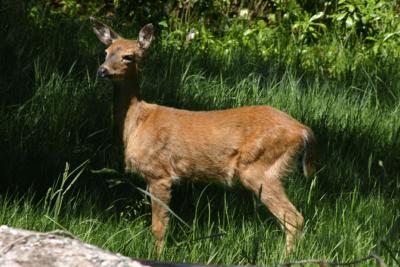 Columbia Blacktail Deer