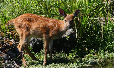 Columbia Blacktail Fawn
