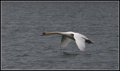 Mute Swan in Flight