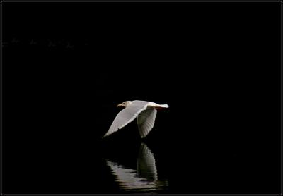 Sea Gull Reflections