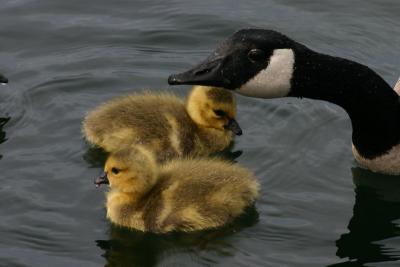 Goslings