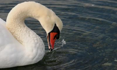 Mute Swan